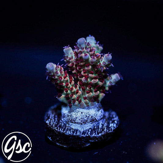 ATL Jolene Acro #3