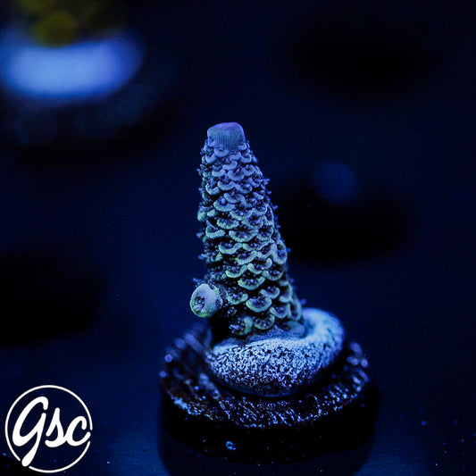 Raising Reefs Blue Flame Acro #2