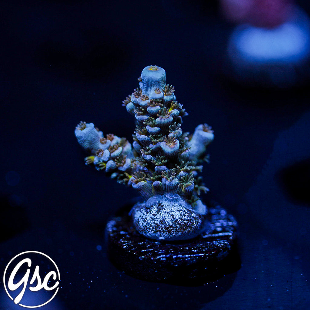 MattV Time Machine Acro #1 (Tenuis)