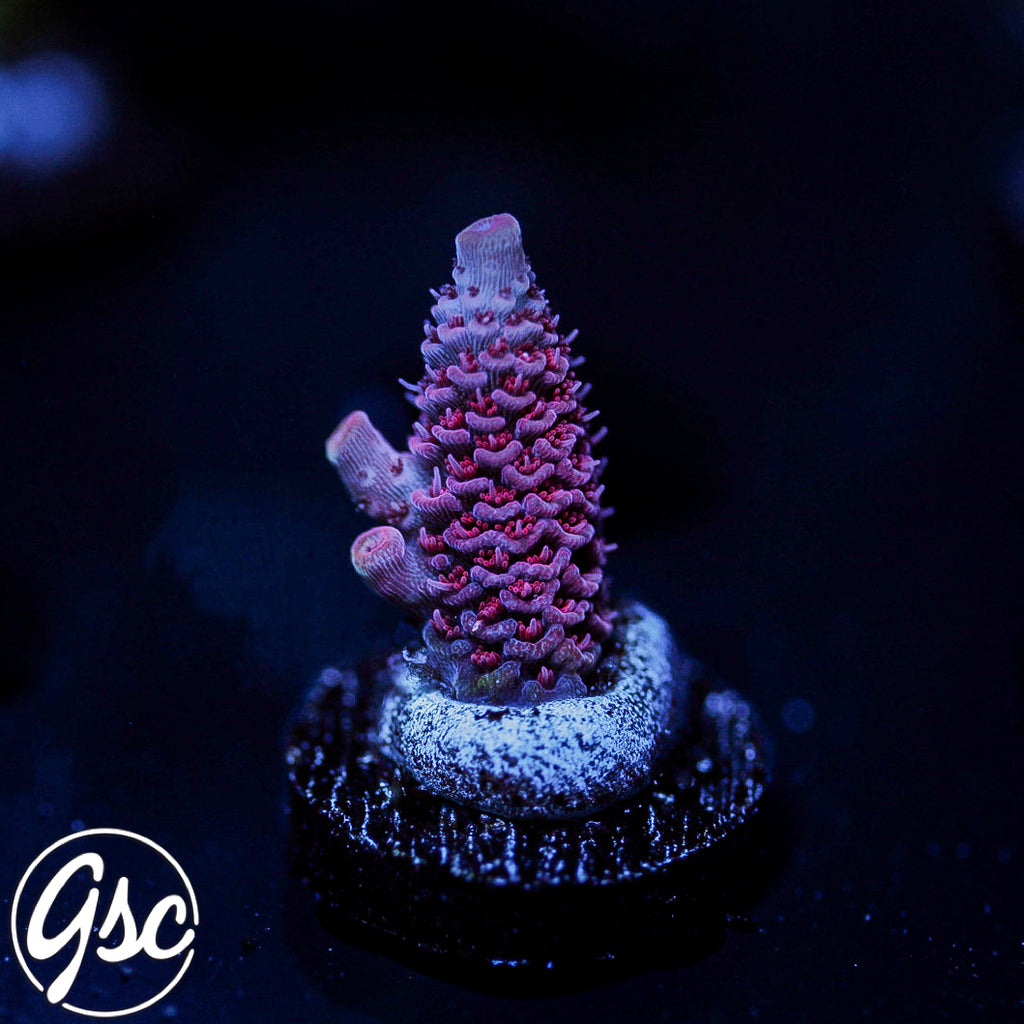 TGC Red Wing Acro #4 (Millie)