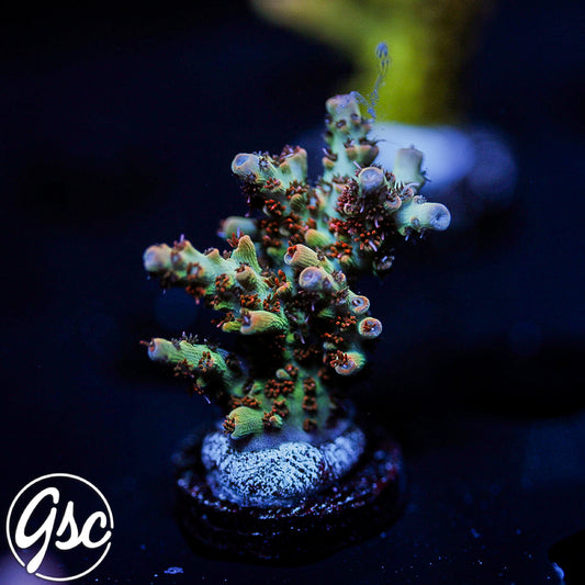 GSC Cell Max Acro #3