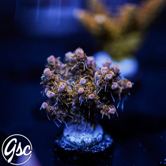 CC Voodoo Magic Acro #1
