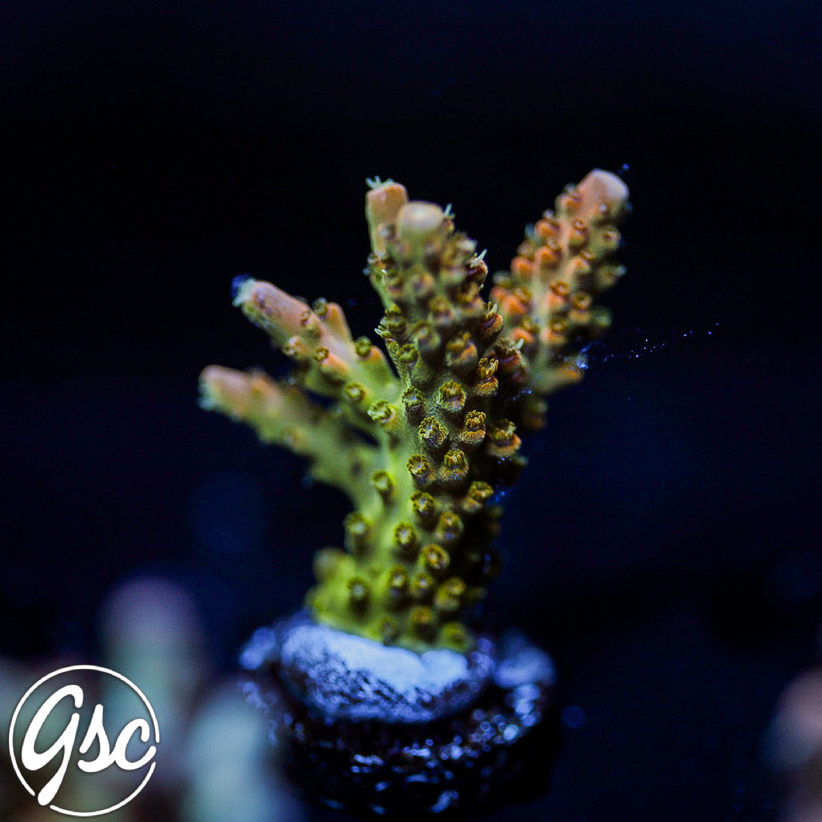 TGC Orange Creamsicle Acro #1