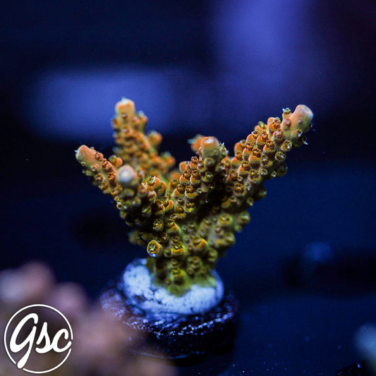 TGC Orange Creamsicle Acro #2