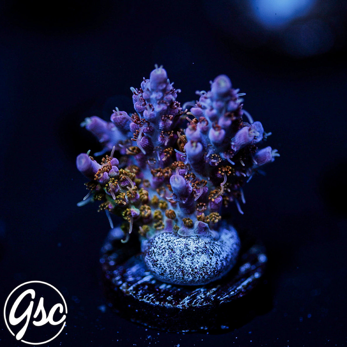 POTO Fire Dancer Acro #3