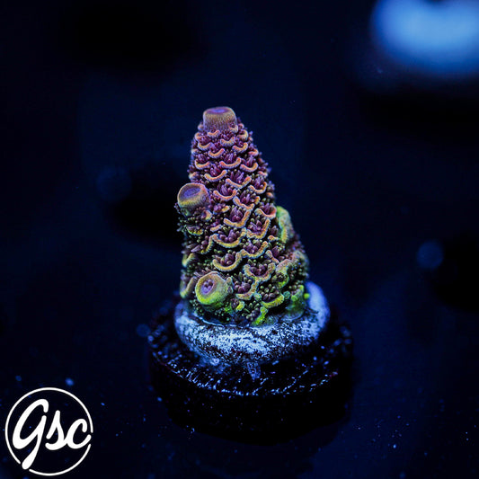 SBB Heisenberg Acro #2