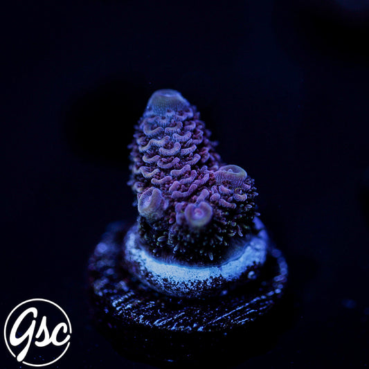 DCA Eisenberg Acro #1