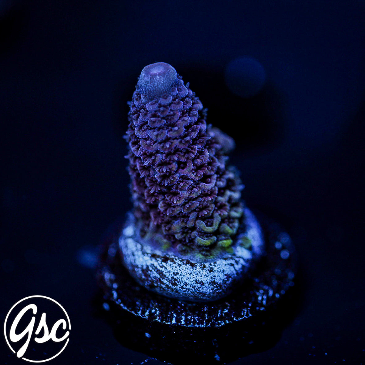 DCA Eisenberg Acro #2