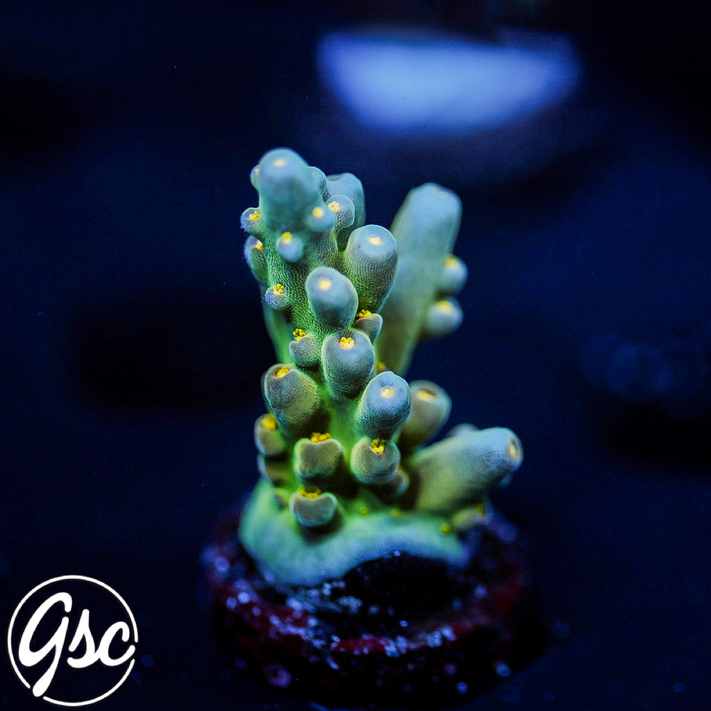 Defugiums Morning Star Acro #2