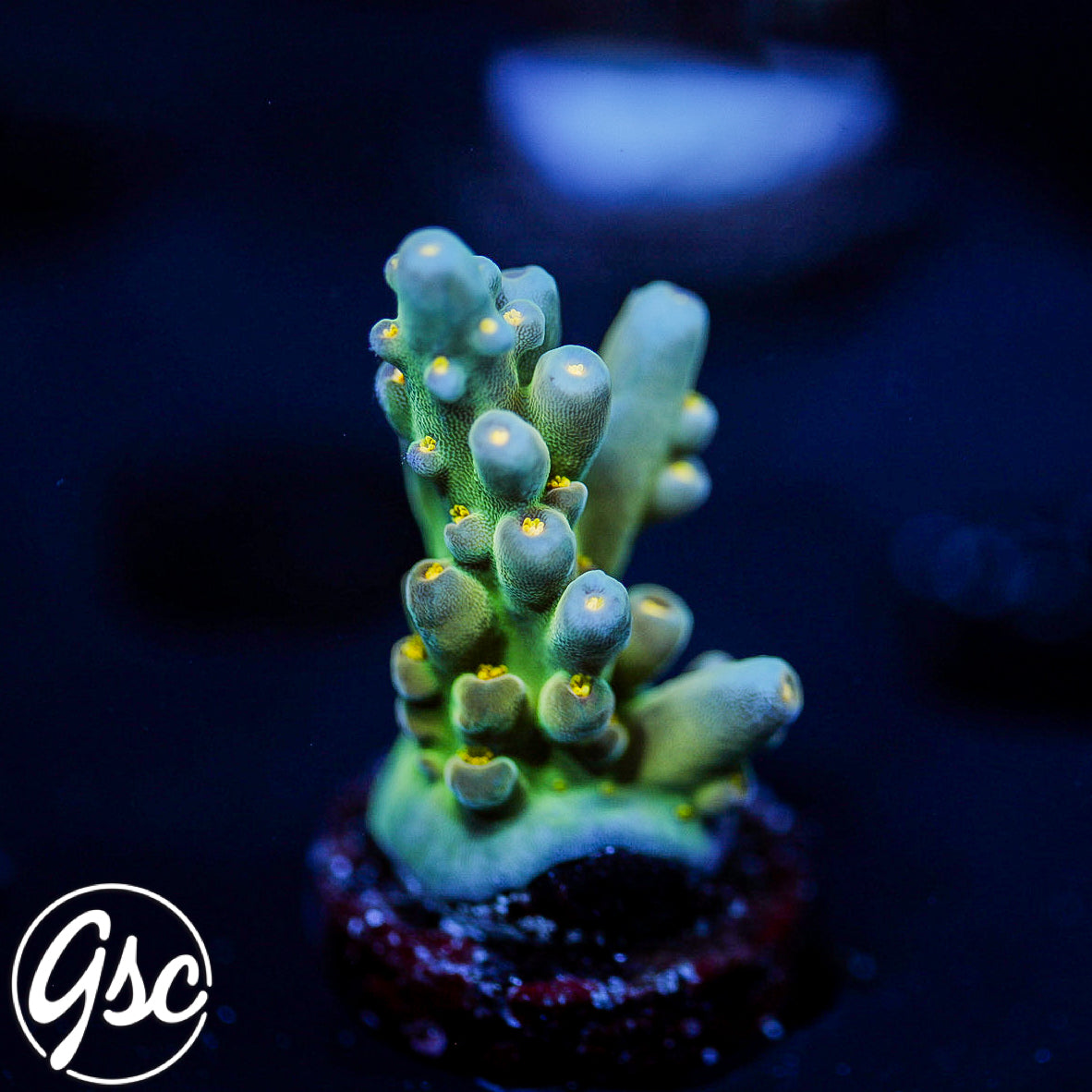 Defugiums Morning Star Acro #2 (Semi Chunky)