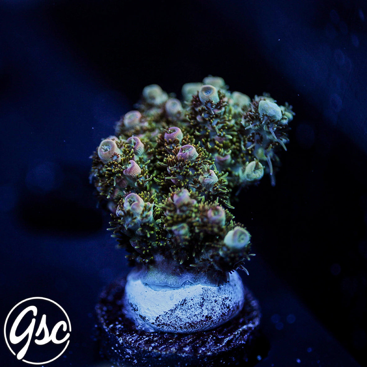 Defugiums Carebear Acro #1 (Chunky)
