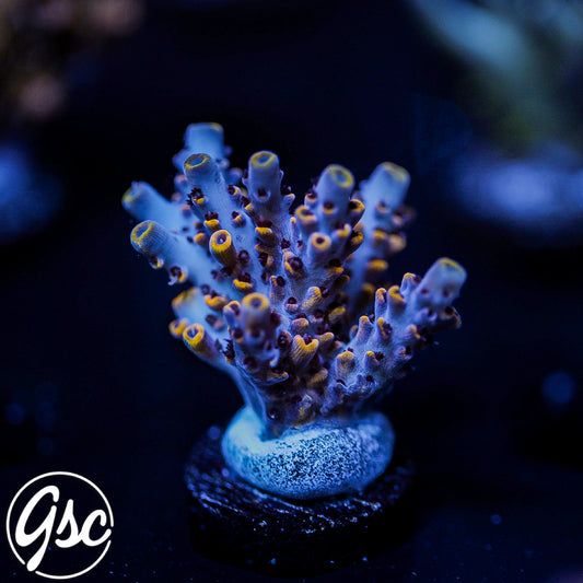 Z's Blue Floyd Acro #4