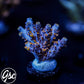 Z's Blue Floyd Acro #4
