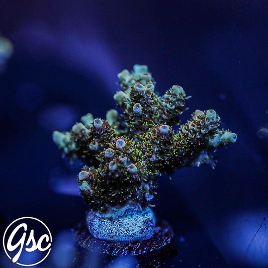 Defugiums Carebear Acro #2 (Chunky)
