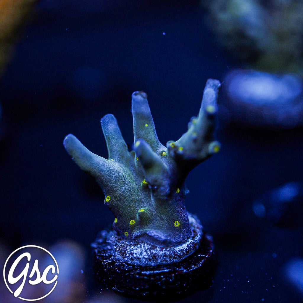 Ari's Avalanche Acro #2