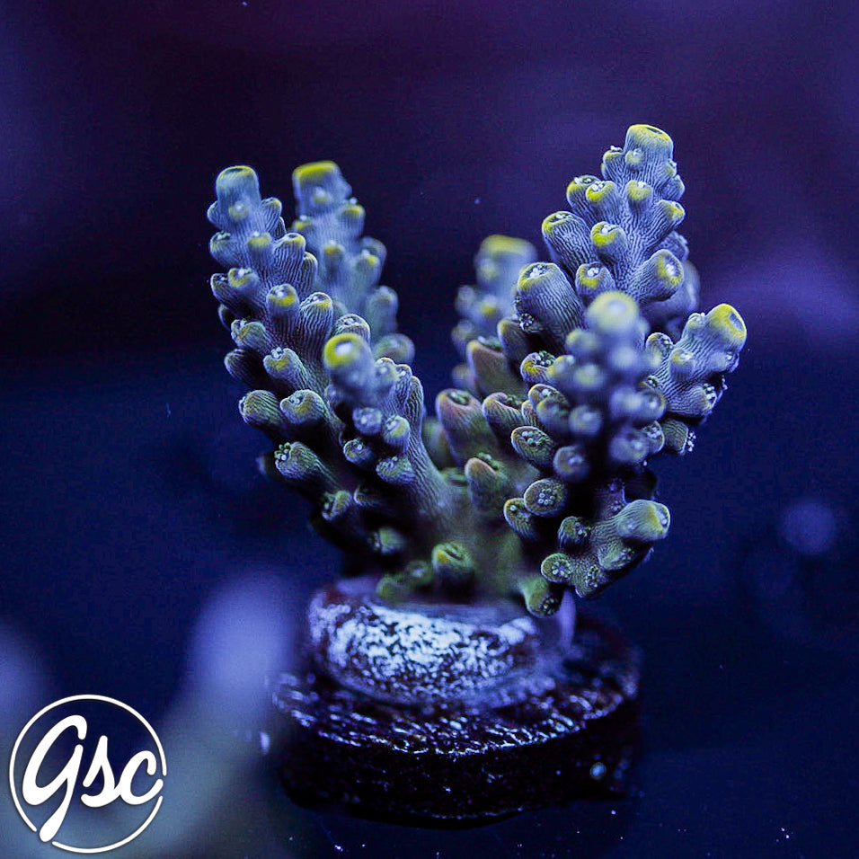 TSA Bollywood Acro #1 (Chunky)