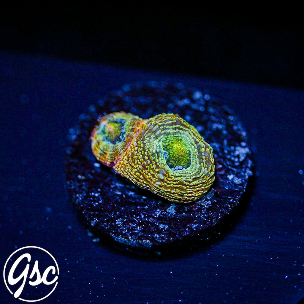 GSC Master Bowerbanki #1 (RARE - New Release - Yellow Phase)