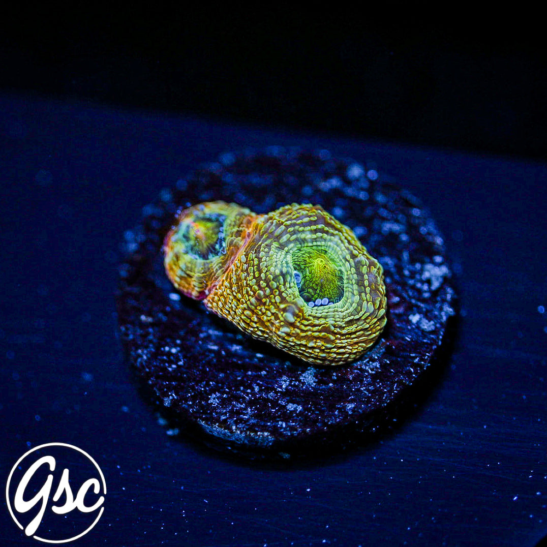 GSC Master Bowerbanki #1 (RARE - New Release - Yellow Phase)