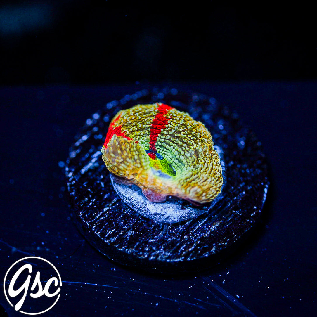 GSC Master Bowerbanki #2 (RARE - New Release)