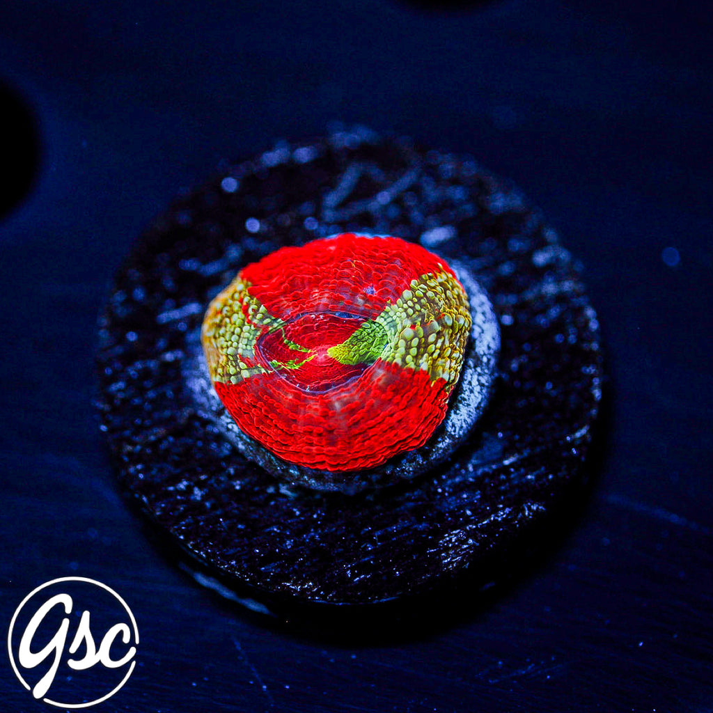 GSC Master Bowerbanki #3 (RARE - New Release)