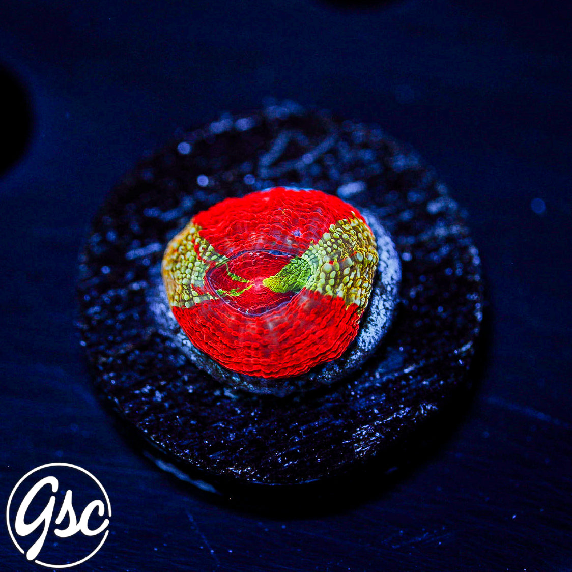 GSC Master Bowerbanki #3 (RARE - New Release)