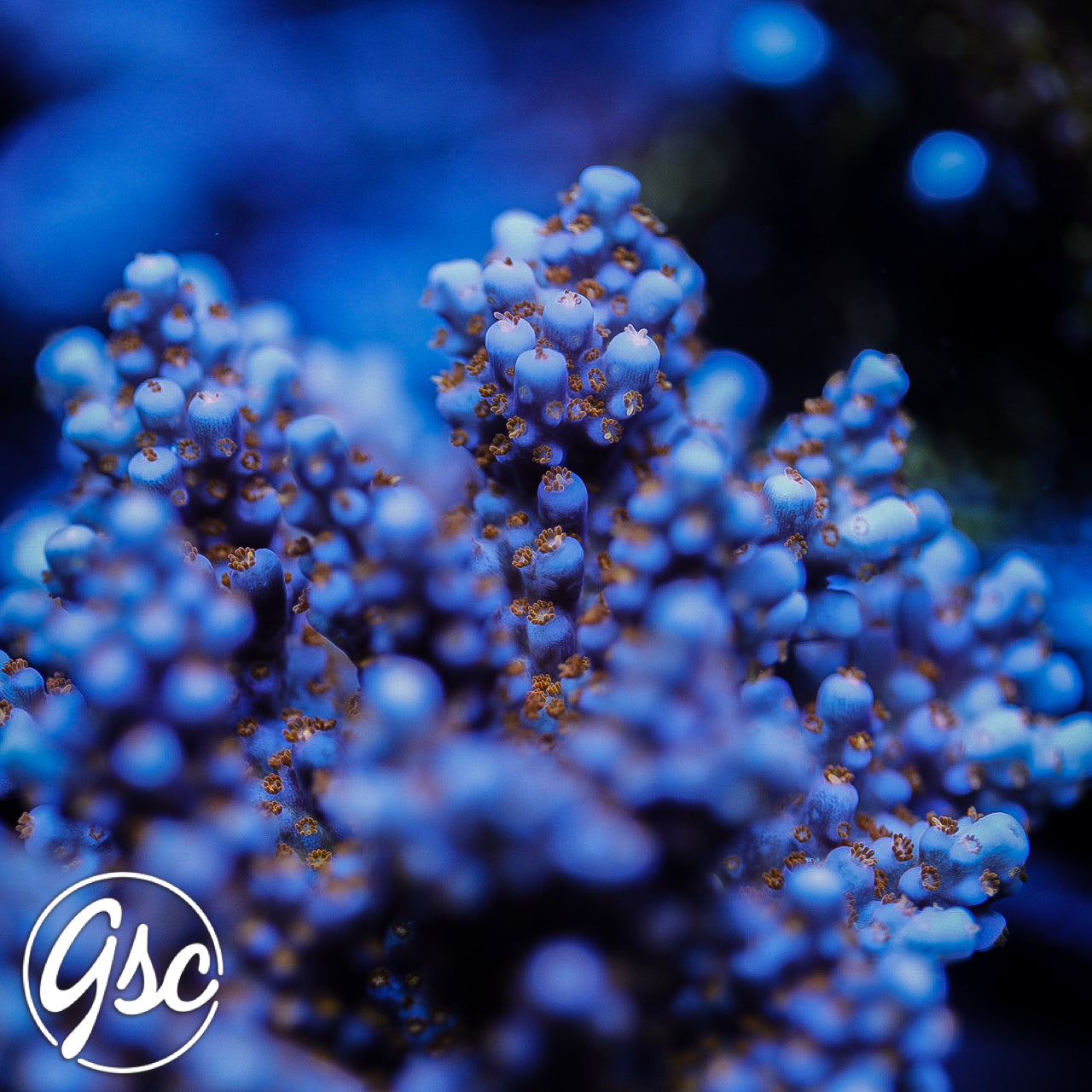 WWC All Star Acro #3