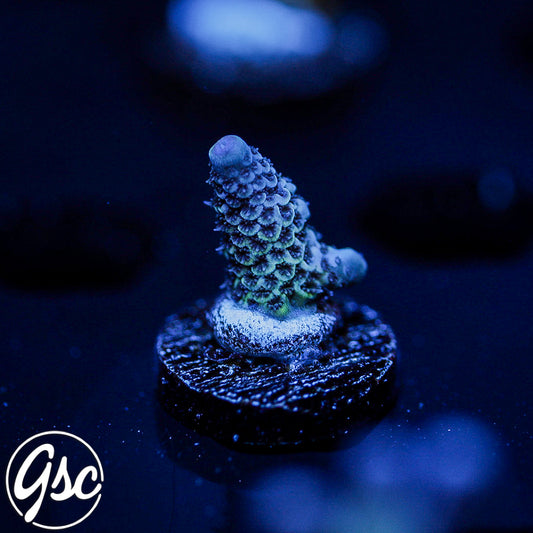 Raising Reefs Blue Flame Acro #3