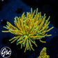 TCK Master Torch #1 (Single)