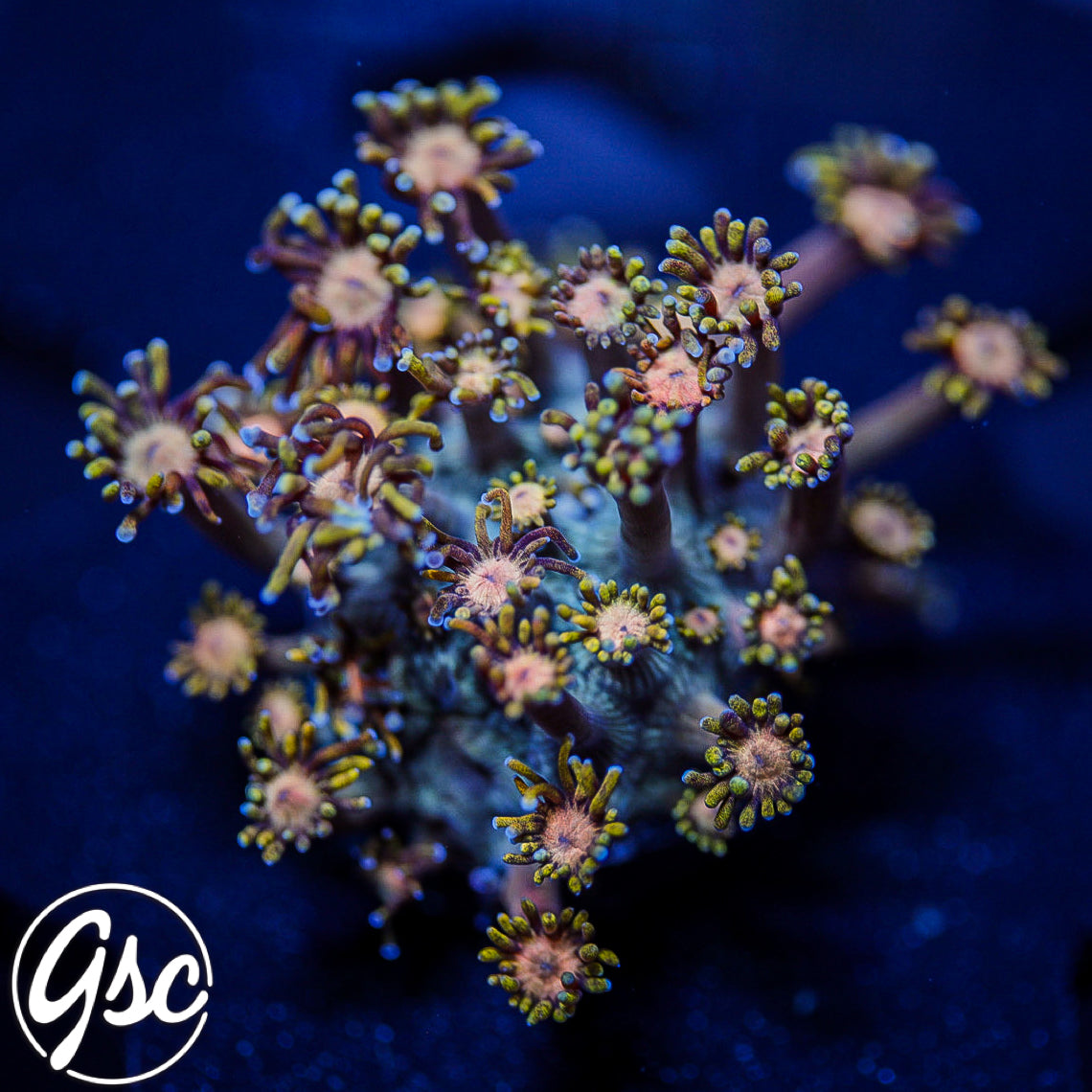 TSA Rose Petal Goniopora #1