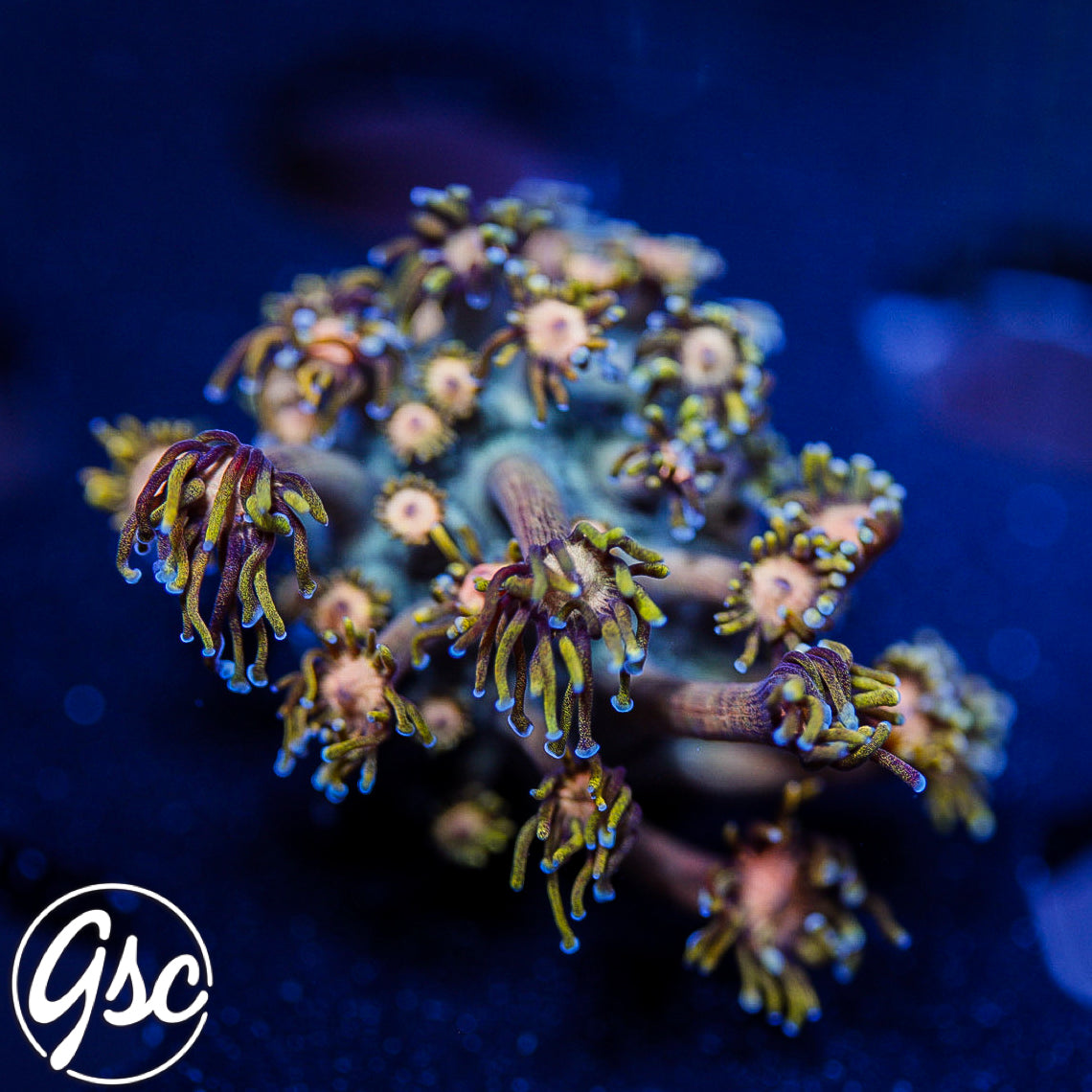 TSA Rose Petal Goniopora #2