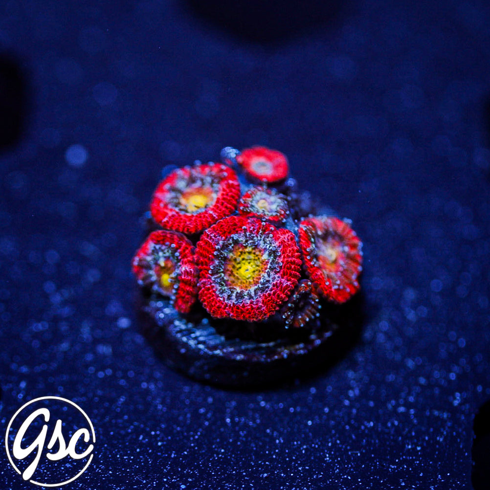 GSC Vision Micromussa #2 (Re-Release)