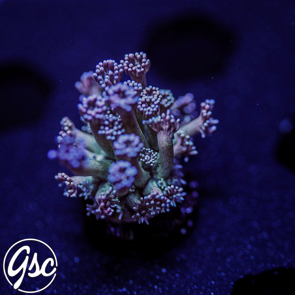 GSC Cosmic Voodoo Goniopora #1 (New Release)