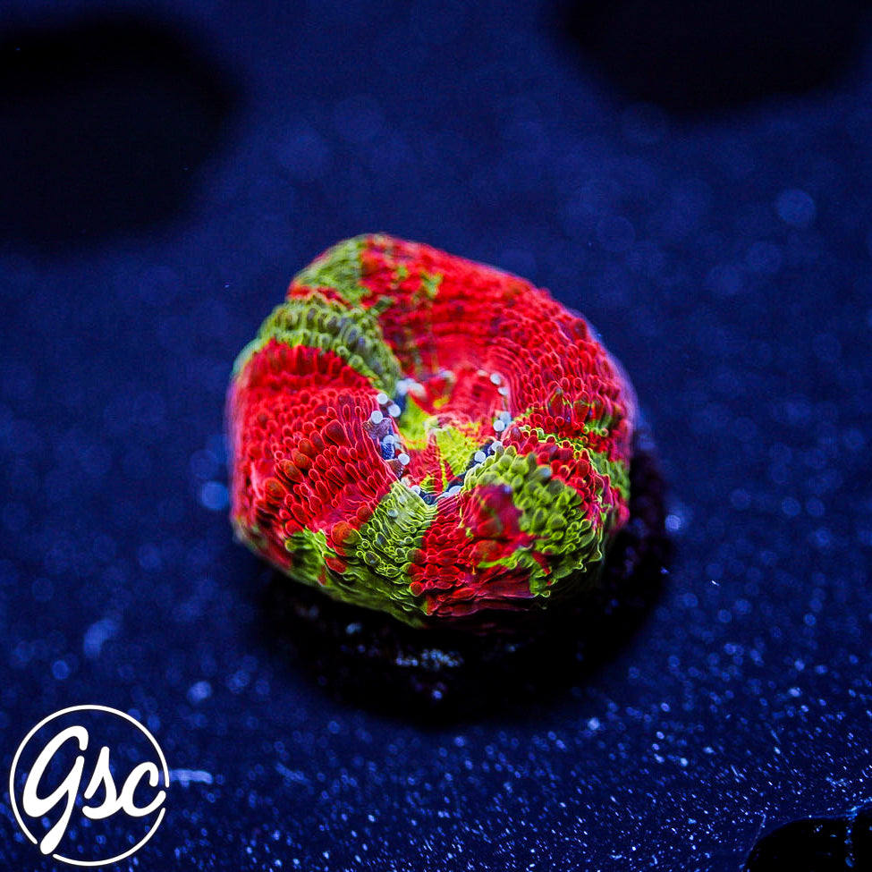 GSC Reverse Bleeding Apple Bowerbanki #1 (Homegrown)