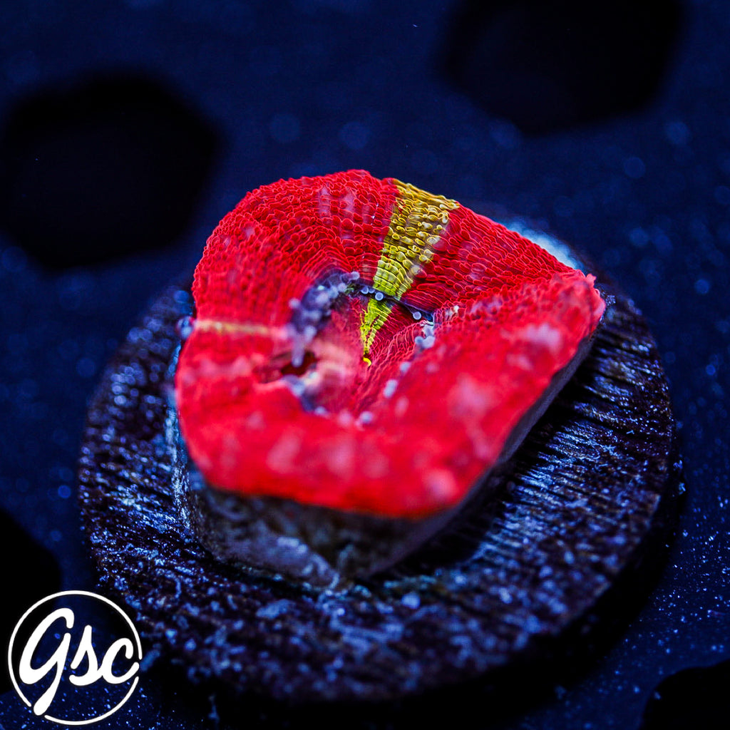 GSC Master Bowerbanki #4 (RARE - New Release)