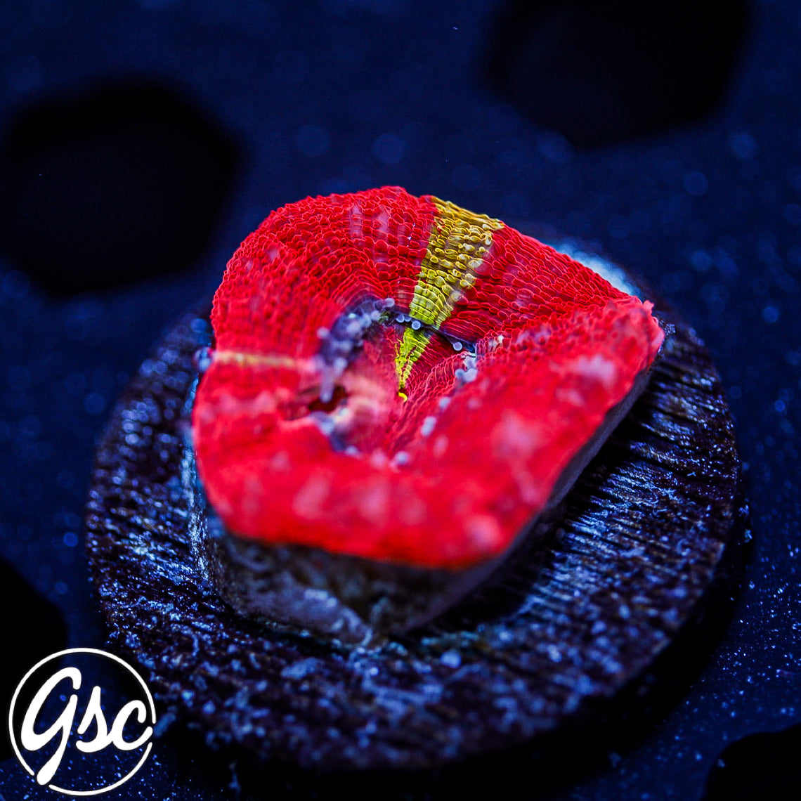 GSC Master Bowerbanki #4 (RARE - New Release)