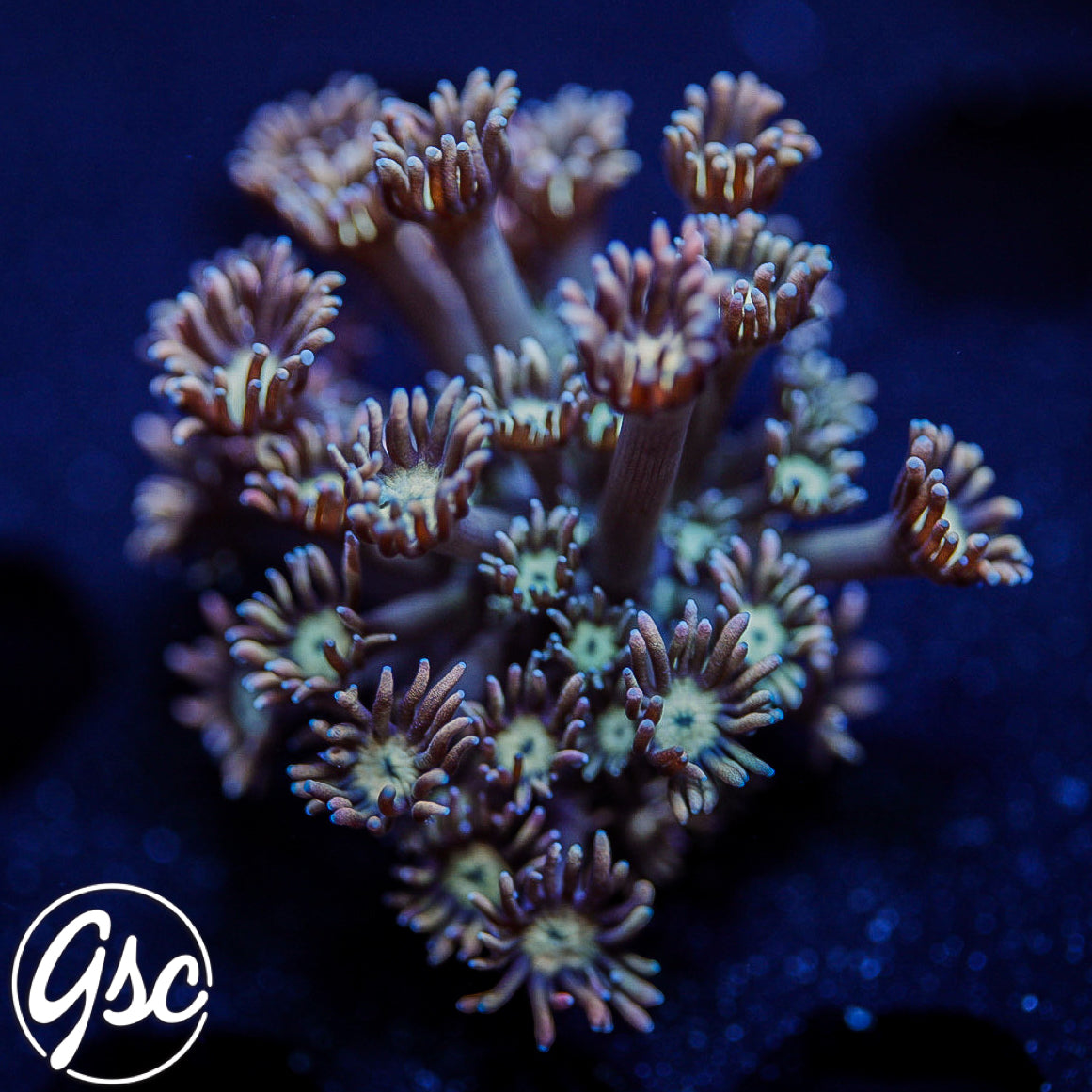 GSC Pink Lemonade Goniopora #1