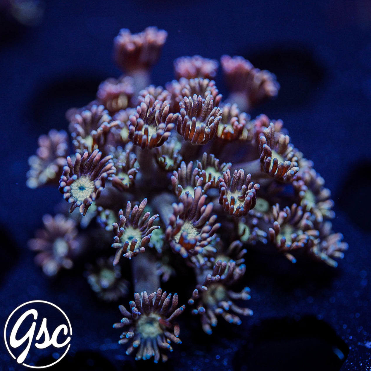 GSC Pink Lemonade Goniopora #2