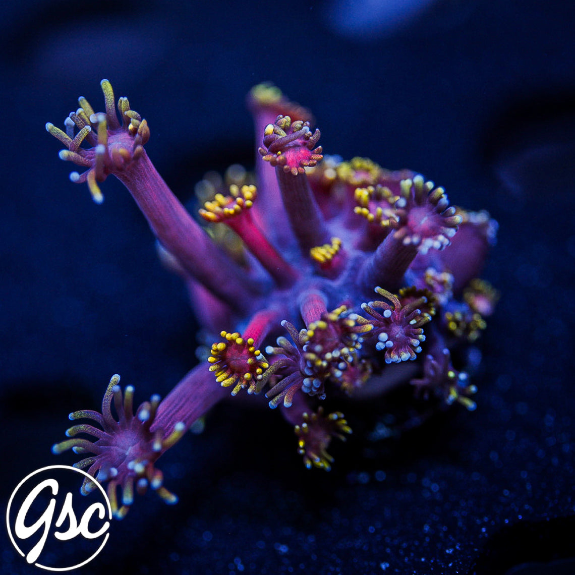 GSC Ironman Goniopora #1