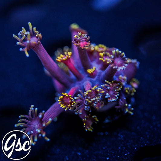 GSC Ironman Goniopora #1