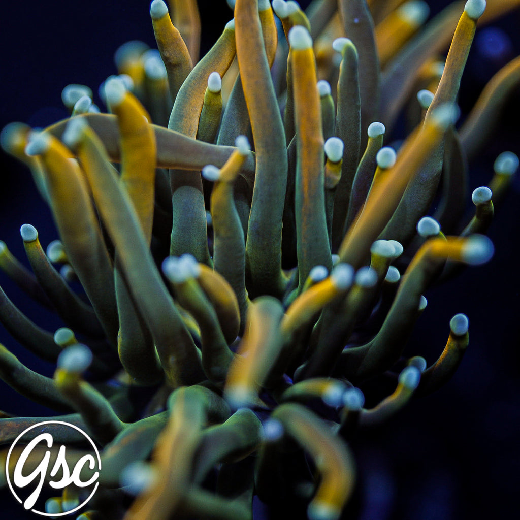 GSC Blow Pop Torch #1 (HG Wannabe - Single)