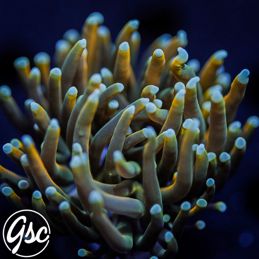 GSC Blow Pop Torch #2 (HG Wannabe - Single) (Copy)