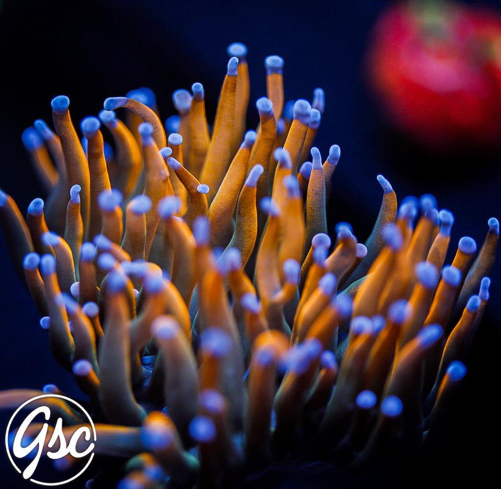 GSC Dragon Tamer Torch #1 (Single)