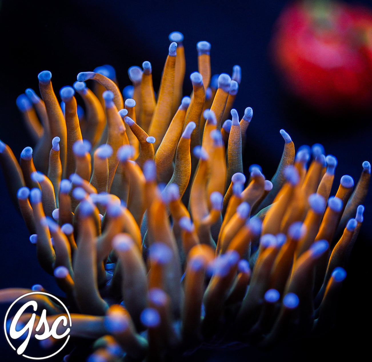 GSC Dragon Tamer Torch #1 (Single)