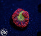 GSC Fire Nectar Glitter Blasto #2 (New Release)