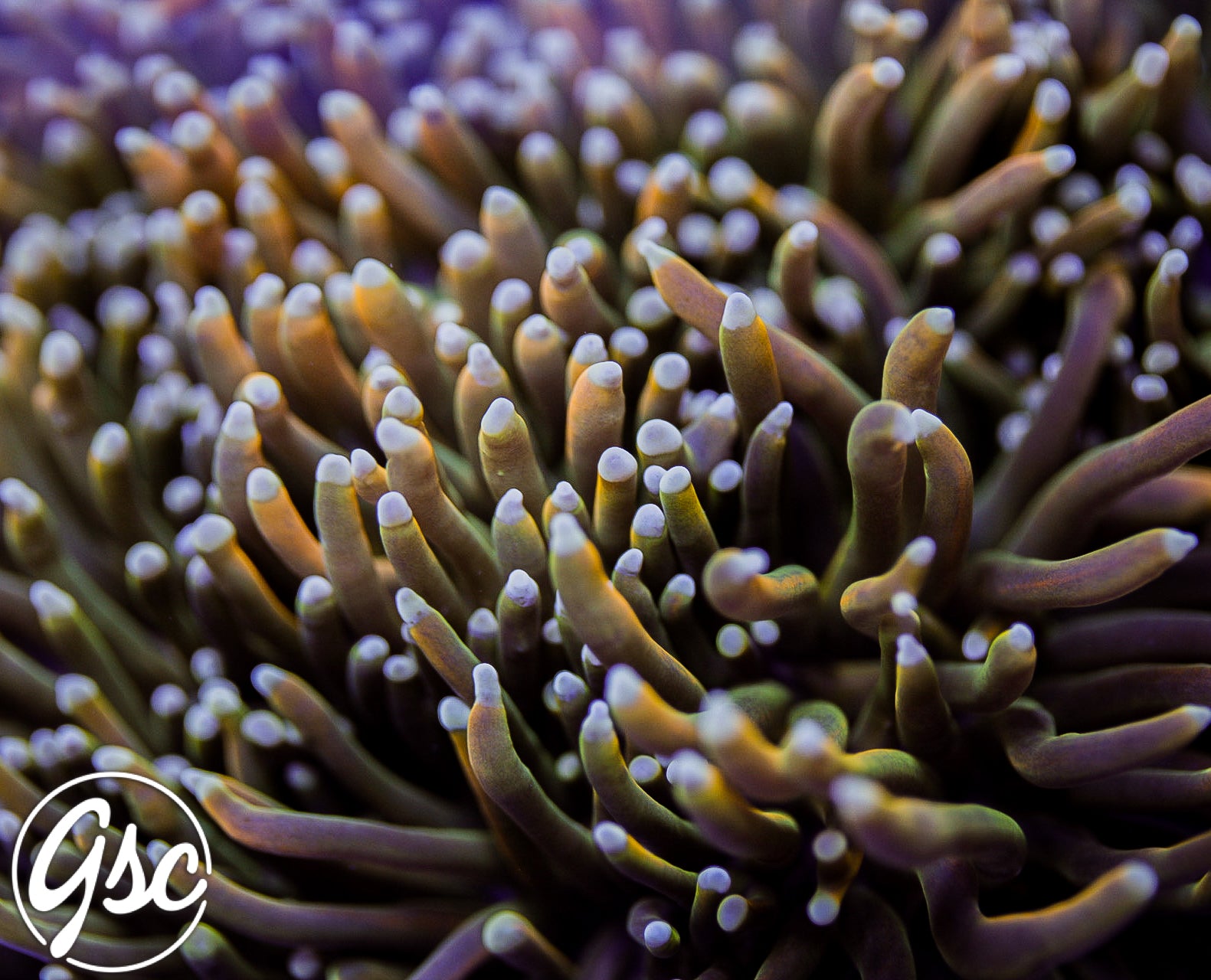 GSC Blow Pop Torch #2 (HG Wannabe - Single) (Copy)