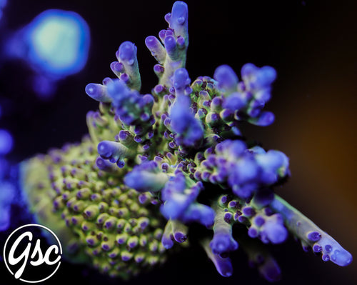 GSC Golden Frieza Acro #1 (New Release)