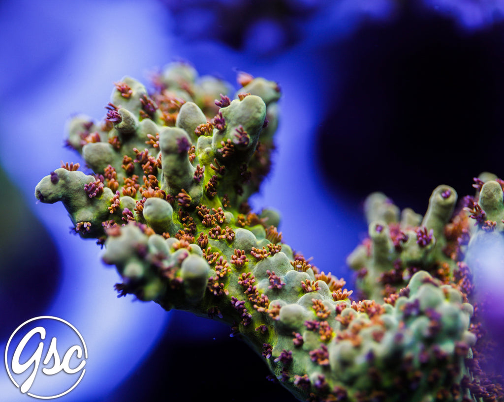 RMF Red Devil Acro #1