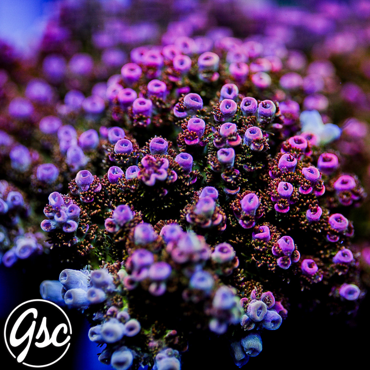 PC Superman Acro #2 (Tabling)