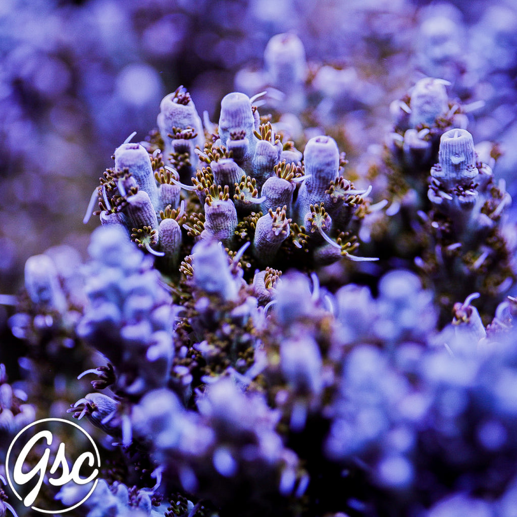 GSC Ivory Dream Acro #1 (New Release)