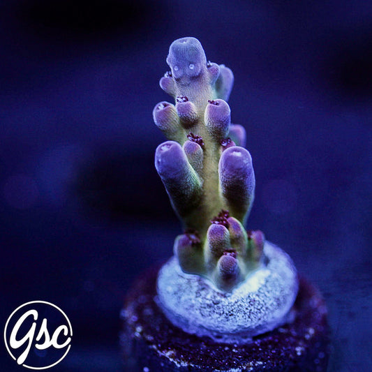 GSC Golden Frieza Acro #2 (New Release)